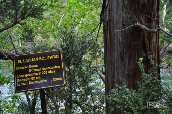 Finalmente, o encontro com um alerce, ou 'lahuan', árvore milenar que dá nome ao Parque Nacional Los Alerces, ao norte de Trevelin, na patagônia argentina